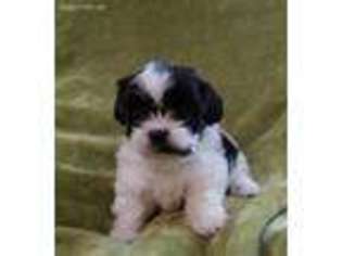 Shorkie Tzu Puppy for sale in Alton, IA, USA