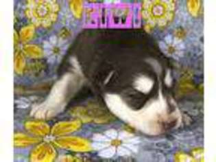 Siberian Husky Puppy for sale in Fulton, NY, USA