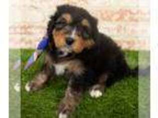 Mutt Puppy for sale in Argyle, IA, USA