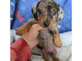 Dachshund Puppy for sale in Barnard, MO, USA