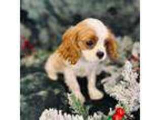 Cavalier King Charles Spaniel Puppy for sale in Morrow, OH, USA