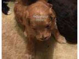 Mutt Puppy for sale in Clarksville, MO, USA