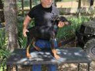 Doberman Pinscher Puppy for sale in Ada, OK, USA