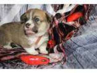 Pembroke Welsh Corgi Puppy for sale in Glendale, AZ, USA