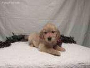 Golden Retriever Puppy for sale in Honey Grove, PA, USA
