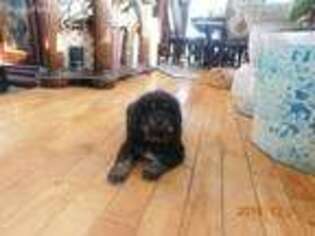 Tibetan Mastiff Puppy for sale in Ontario, OH, USA