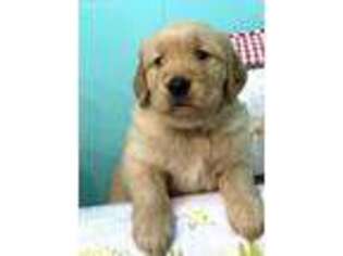 Golden Retriever Puppy for sale in Red House, WV, USA