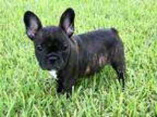 French Bulldog Puppy for sale in Rosharon, TX, USA