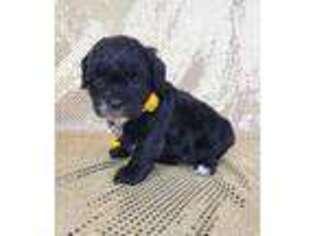 Shih-Poo Puppy for sale in Belleview, FL, USA