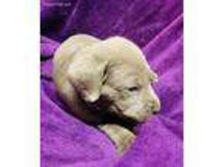 Labrador Retriever Puppy for sale in Shinnston, WV, USA
