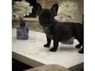 French Bulldog Puppy for sale in Sugar Land, TX, USA