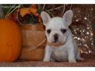 French Bulldog Puppy for sale in Purdin, MO, USA