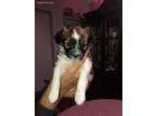 Papillon Puppy for sale in Roxton, TX, USA