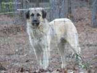 Anatolian Shepherd Puppy for sale in Aiken, SC, USA
