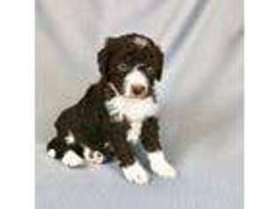 Mutt Puppy for sale in Appleton, WI, USA