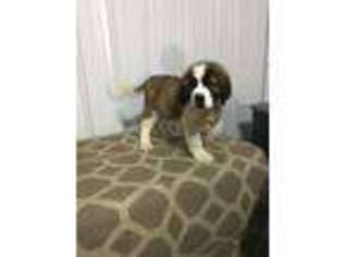 Saint Bernard Puppy for sale in Montgomery, IN, USA