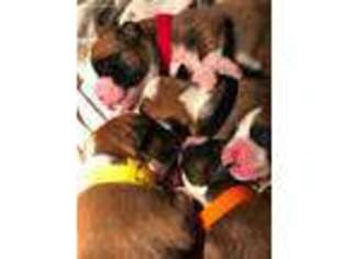 Boxer Puppy for sale in Saltville, VA, USA
