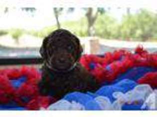 Labradoodle Puppy for sale in RIPON, CA, USA