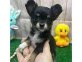 Chihuahua Puppy for sale in Waynesboro, GA, USA