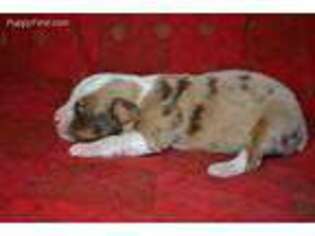 Miniature Australian Shepherd Puppy for sale in Springdale, AR, USA