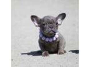 French Bulldog Puppy for sale in Front Royal, VA, USA