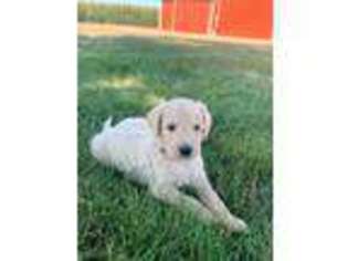 Goldendoodle Puppy for sale in Wellman, IA, USA