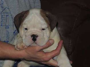 Bulldog Puppy for sale in Oolitic, IN, USA