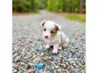 Cardigan Welsh Corgi Puppy for sale in Cameron, NC, USA