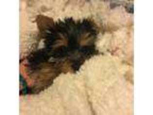 Yorkshire Terrier Puppy for sale in Clearfield, PA, USA