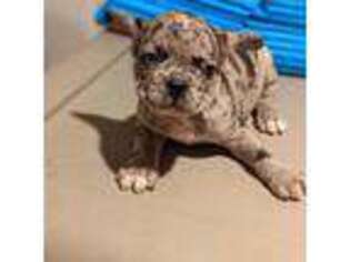 French Bulldog Puppy for sale in Bay Shore, NY, USA