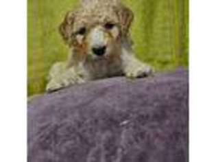 Goldendoodle Puppy for sale in Lebanon, ME, USA