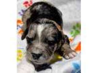 Mutt Puppy for sale in Four Oaks, NC, USA