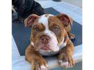 Bulldog Puppy for sale in Calimesa, CA, USA