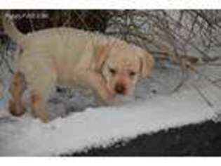 Labrador Retriever Puppy for sale in Roaring Spring, PA, USA