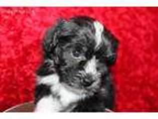 Havanese Puppy for sale in Delta, CO, USA
