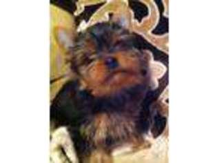 Yorkshire Terrier Puppy for sale in LAKESIDE, CA, USA