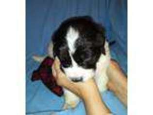 Newfoundland Puppy for sale in Oroville, WA, USA