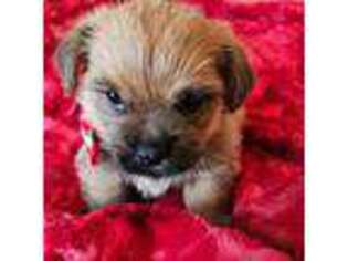 Norfolk Terrier Puppy for sale in Herriman, UT, USA