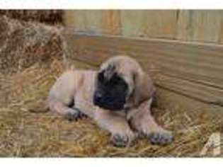 Mastiff Puppy for sale in DURHAM, NC, USA