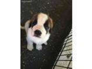Saint Bernard Puppy for sale in Attica, OH, USA