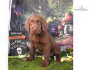 Labradoodle Puppy for sale in Charlottesville, VA, USA
