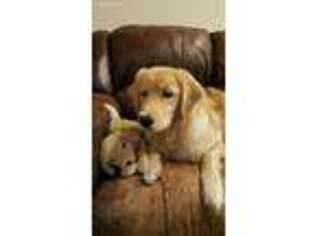 Golden Retriever Puppy for sale in Fort Lee, NJ, USA