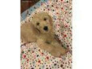 Goldendoodle Puppy for sale in Arlington, TX, USA