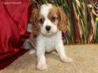 Cavalier King Charles Spaniel Puppy for sale in Neosho, MO, USA