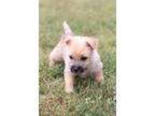 Cairn Terrier Puppy for sale in Mount Joy, PA, USA