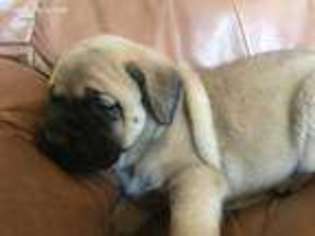 Mastiff Puppy for sale in Rutledge, TN, USA