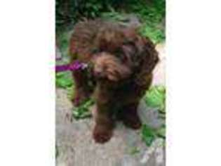Australian Labradoodle Puppy for sale in LAFAYETTE, IN, USA