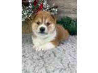 Shiba Inu Puppy for sale in Bristol, IN, USA