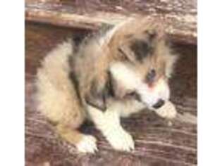 Miniature Australian Shepherd Puppy for sale in Hardin, MT, USA