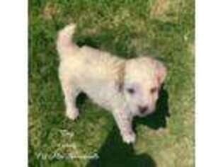 Mutt Puppy for sale in Mount Pleasant, TX, USA